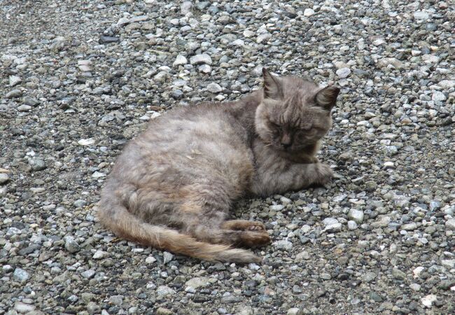 野良猫ちゃんが何匹も居ました。