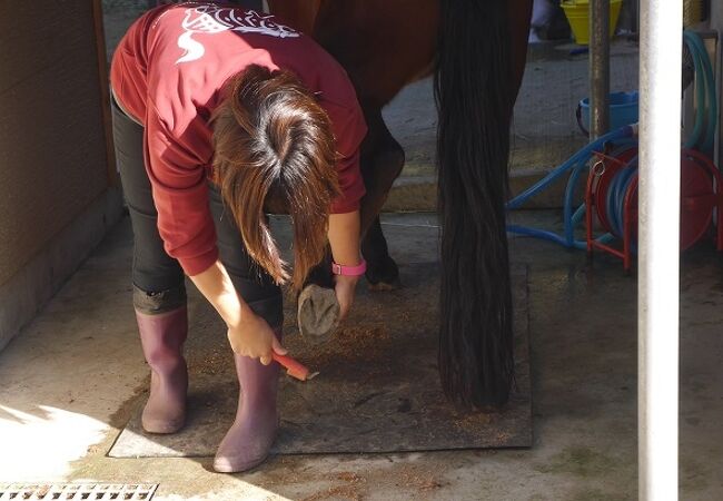 対馬と言えばの「対州馬」