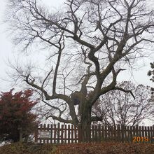 春は桜が満開になります。