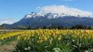 10月にだけ見られる27色 200万株のチューリップ畑