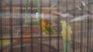 鳥を見にきた。