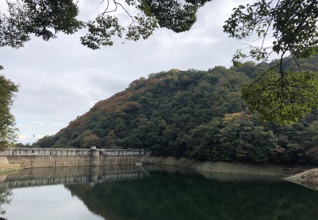 大きく静かな池