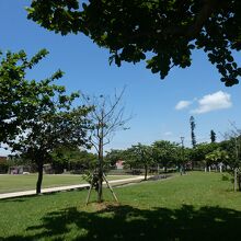 グランド周辺は木々を配しています