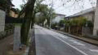 桜並木が一直線に