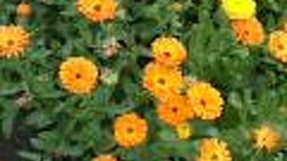 ポピー畑が素晴らしい