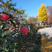 池を中心とした公園内の紅葉を楽しみました。