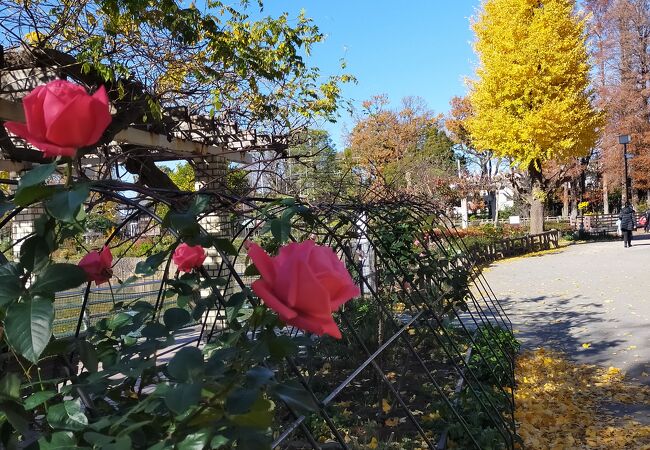 池を中心とした公園内の紅葉を楽しみました。