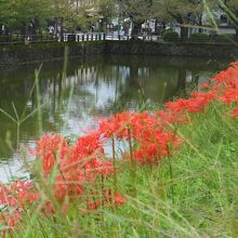 彼岸花が多いです。