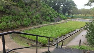 かつては動物園が。今は猿のみ。