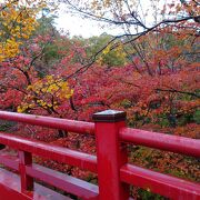 紅葉した木々のオンパレード