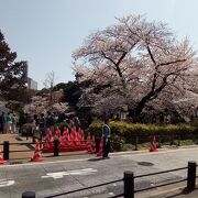 九段坂公園からの千鳥ヶ淵の景色は東京一だと思います。