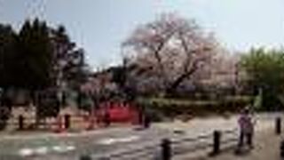 九段坂公園からの千鳥ヶ淵の景色は東京一だと思います。