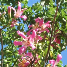 大きく個性的な花はトックリキワタ