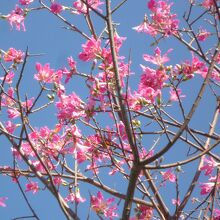 １２月に花が満開って不思議です？…