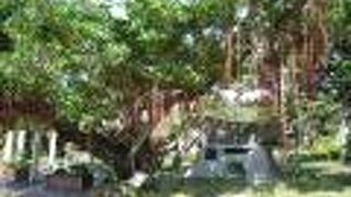 歴史的なスポットも多い市民オアシス　～　松山公園