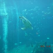 ホテルから近い水族館