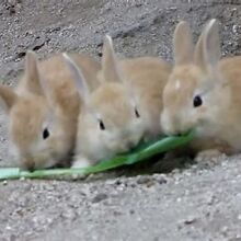 かわいい子ウサギたち　今度会えるかはわからない