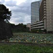 一面にハスの葉