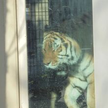 檻内を動き回るトラ