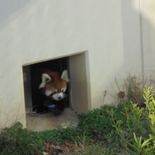 穴から顔をひょっこり出すレッサーパンダ