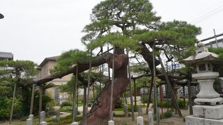 蓮光寺 (長束の蓮華松)