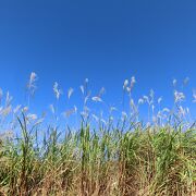 仙石原すすき草原で絶景を