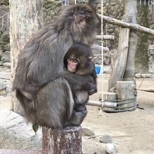 こんなに可愛いサルたちが