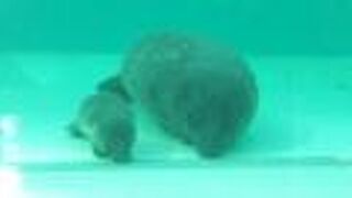 21年10月時点 赤ちゃんがいました