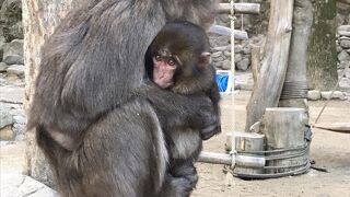 野生のサルの超有名スポット