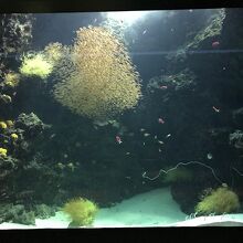 本物の海の中のような水槽レイアウト