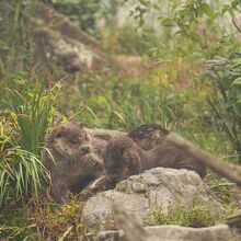 ユーラシアカワウソ展示場