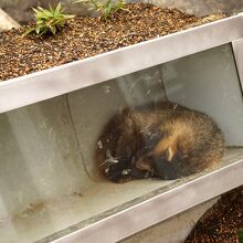 ニホンアナグマ