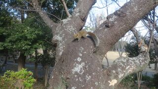 リスがかわいかった