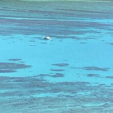 透き通っています