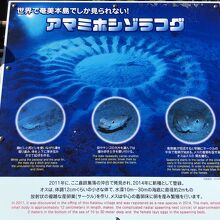 アマミホシゾラフグの産卵所