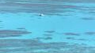 透き通った海が美しい