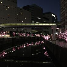 水面に映る姿も綺麗