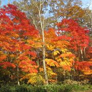 見たことのない素晴らしい紅葉だったわ