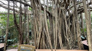 2億5000年前の石灰岩が…