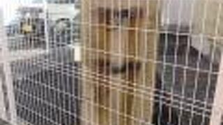 フェンスで保護されていました