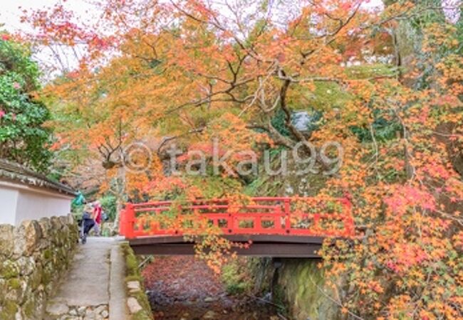 小さいですが風情のある橋と紅葉のコラボレーションが見事でした。