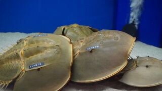 大水槽にはけっこう大量に飼育されていました