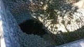 竹富島の中で最も水量が豊富な井戸であった