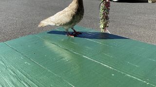 鳩たちと闘う笑笑スリリングなレストラン笑笑