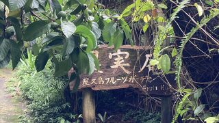 屋久島のフルーツ植物園