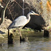 アオサギもいました
