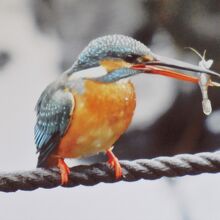 展示されているカワセミの写真