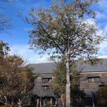 シンボルツリー