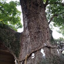 旅館向かいにある大神社の御神木である大楠樹