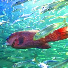 マイワシの中に１匹だけコブダイ